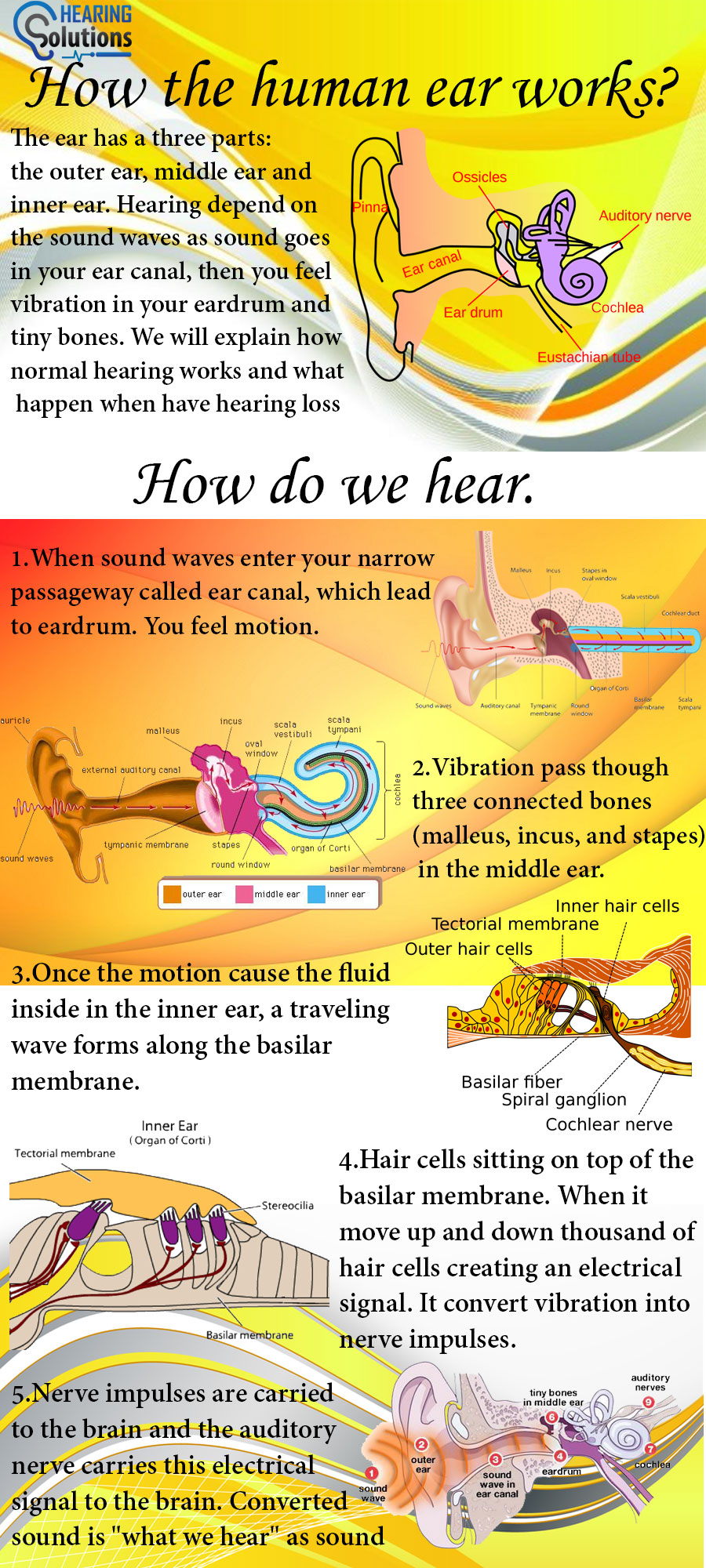 the ear is a key organ for the our body which is help to hearing sound . hearing depend on the sound waves enter the ear canal and vibrate the tinny bones in the ear against the tympanic membrane.