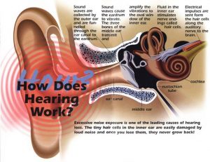 How does hearing work