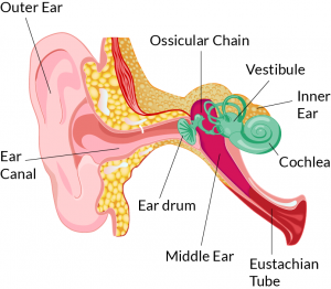 ear structure