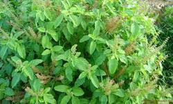 Holy Basil