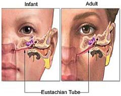 Image Result For Respiratory System Role Of Air Passages In The Nose