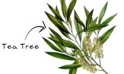 Tea Tree
