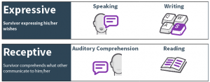 What is the difference between expressive and receptive language?