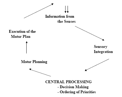 working of motor speech system