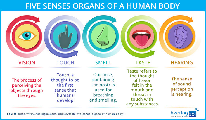 Five Sense Organs of The Human Body