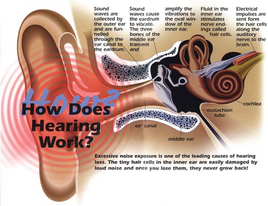 Mechanism of hearing