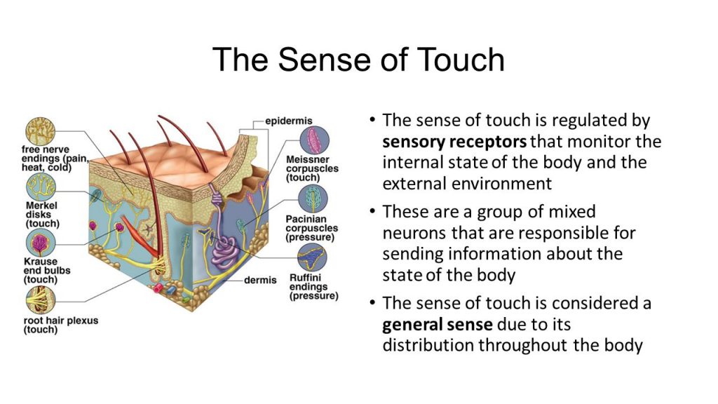 Sense of touch