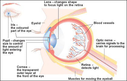 the sense of sight