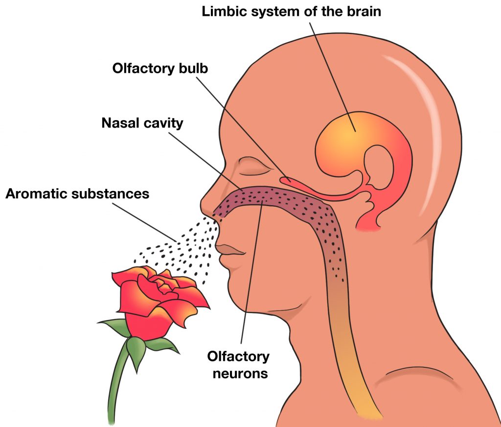 Sense of smell