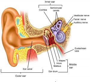 Ear Anatomy