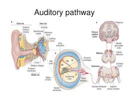 What Is Brainstem Auditory Evoked Response (BAER Test)?