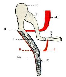 Tensor Tympani Muscles