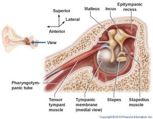 Tonic Tensor Tympani