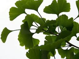 Ginkgo Biloba Should I Take For Tinnitus