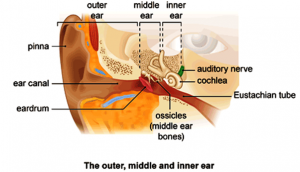  Type of Hearing Loss occurs with Damage to the Inner Ear or the Auditory Nerve