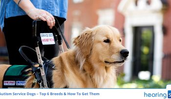 Autism Service Dogs – Top 6 Breeds & How To Get Them