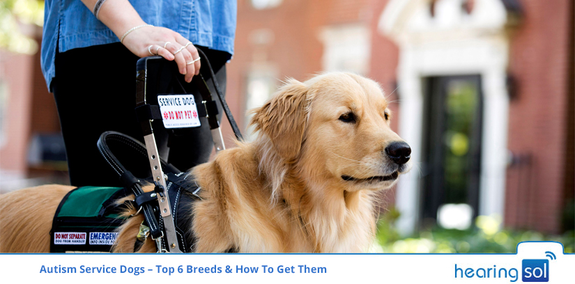 Autism Service Dogs – Top 6 Breeds & How To Get Them