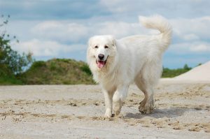 The Great Pyrenees