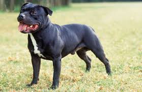 Staffordshire Bull Terrier