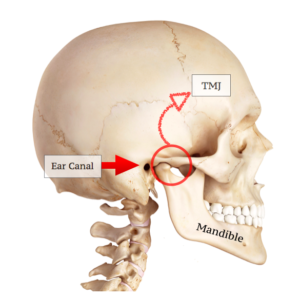 Temporomandibular joint