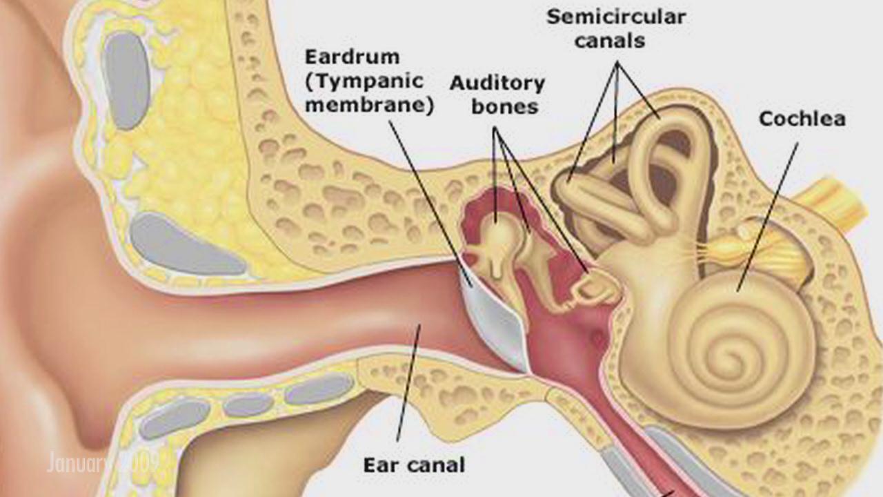 eardrum