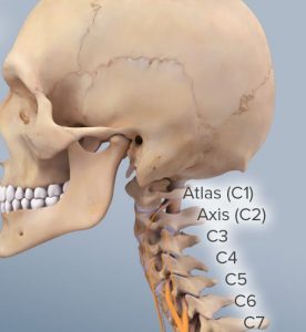 Cervical Spinal anatomy