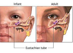 Eustachian Tube