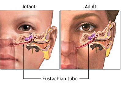 Eustachian tube