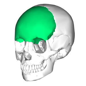 Frontal Bone