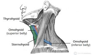 Infrahyoid Muscles