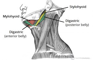 Suprahyoid Muscles