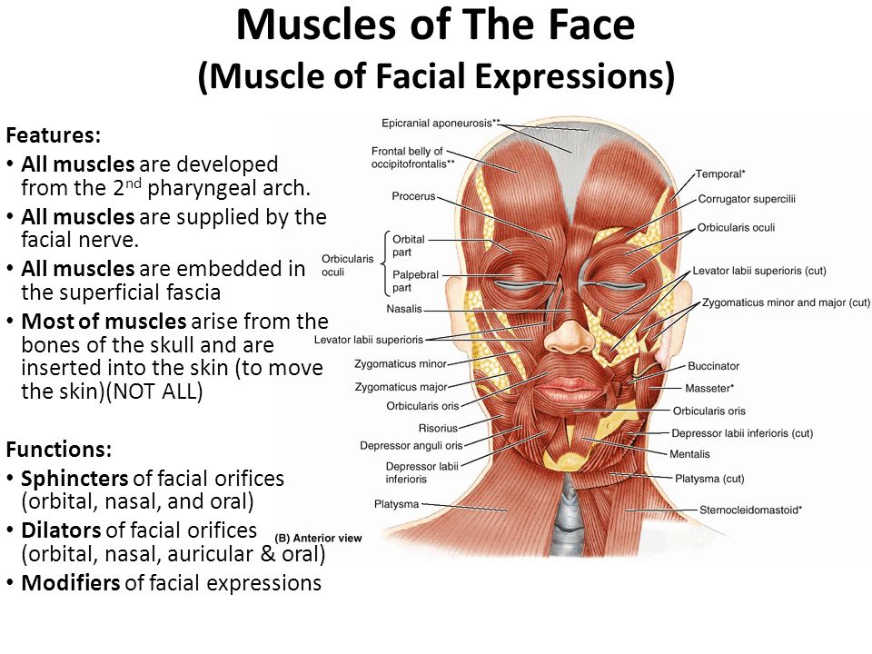 Facial Muscles