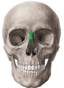 Nasal Bone