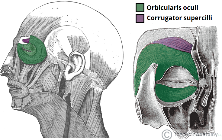 Facial Muscles Around The Orbital Opening