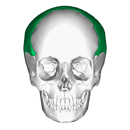 Parietal Bones