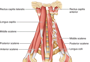 Prevertebral Muscles