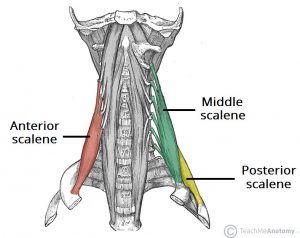 Scalene Muscles