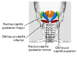 Suboccipital Muscles