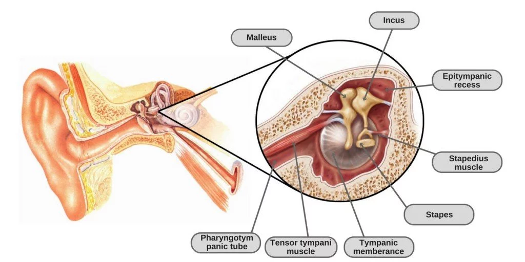 Tensor Tympani and Stapedius Muscles