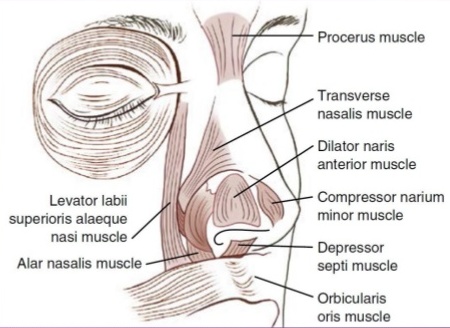 Facial Muscles Around The Nose Opening