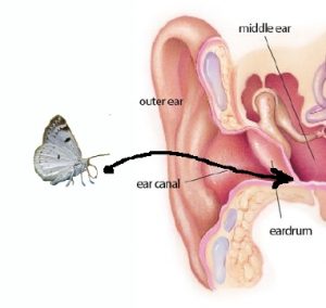 Bug in the ear