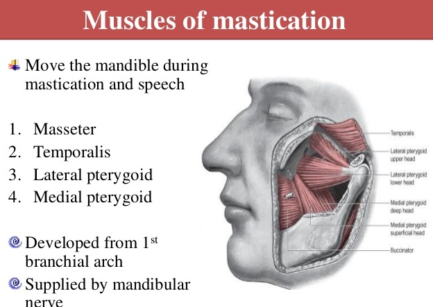 Mastication Muscles