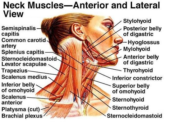 Neck Muscles