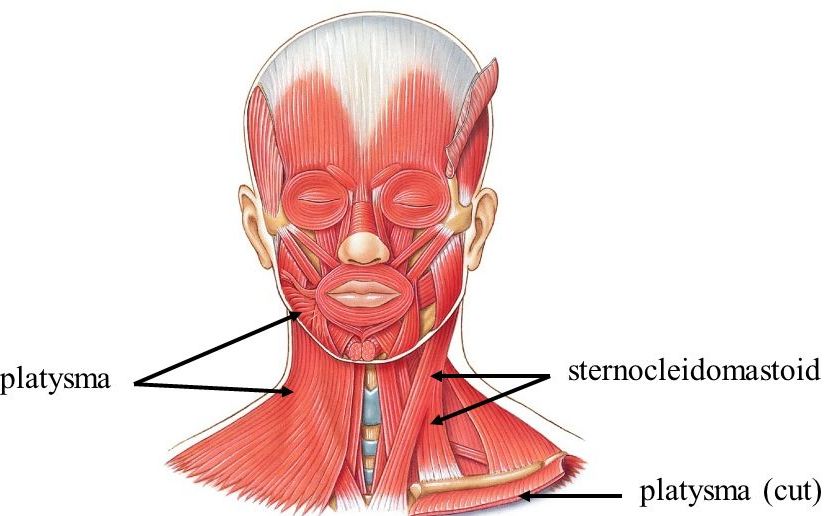 Superficial Neck Muscles