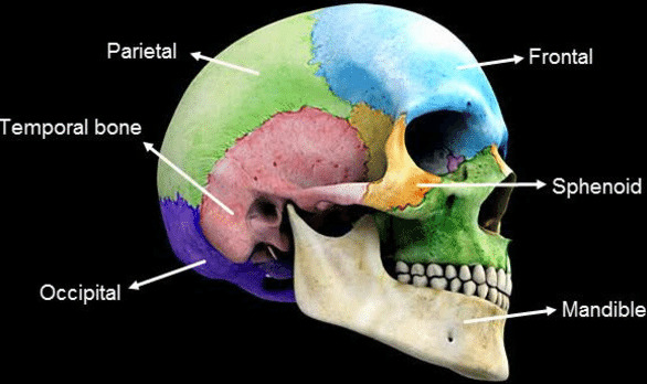 Temporal Bone