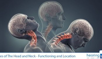 Bones of The Head and Neck - Functioning and Location