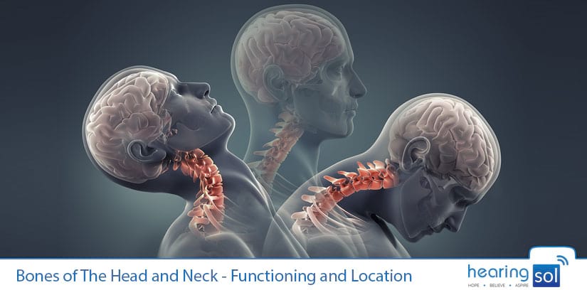 Bones of The Head and Neck - Functioning and Location