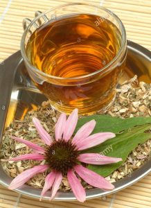 Echinacea