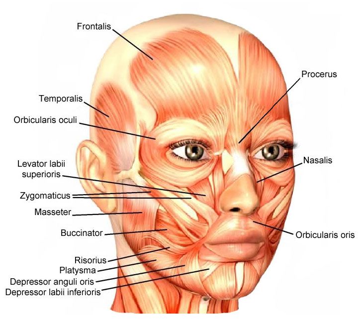 Facial Muscles Around The Oral Opening